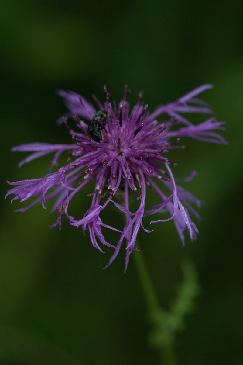 greater knapweed