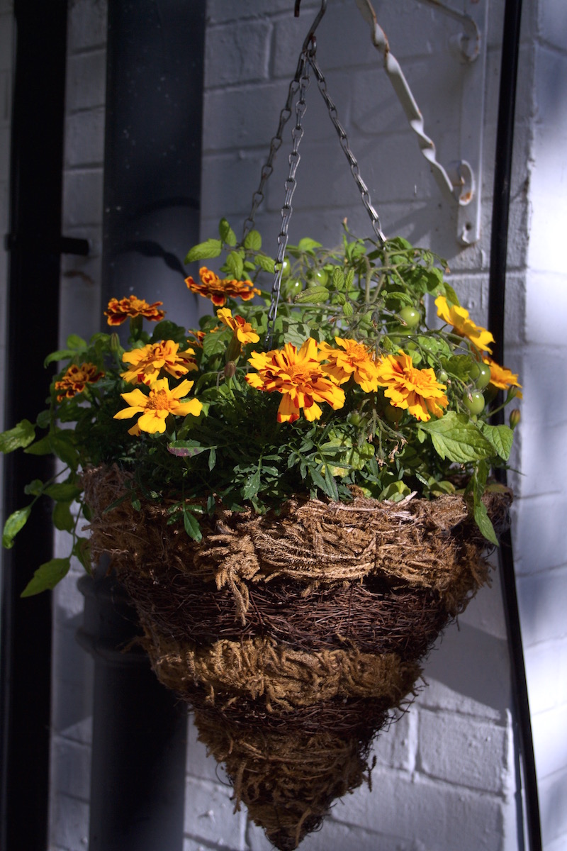 hanging basket tomatoes