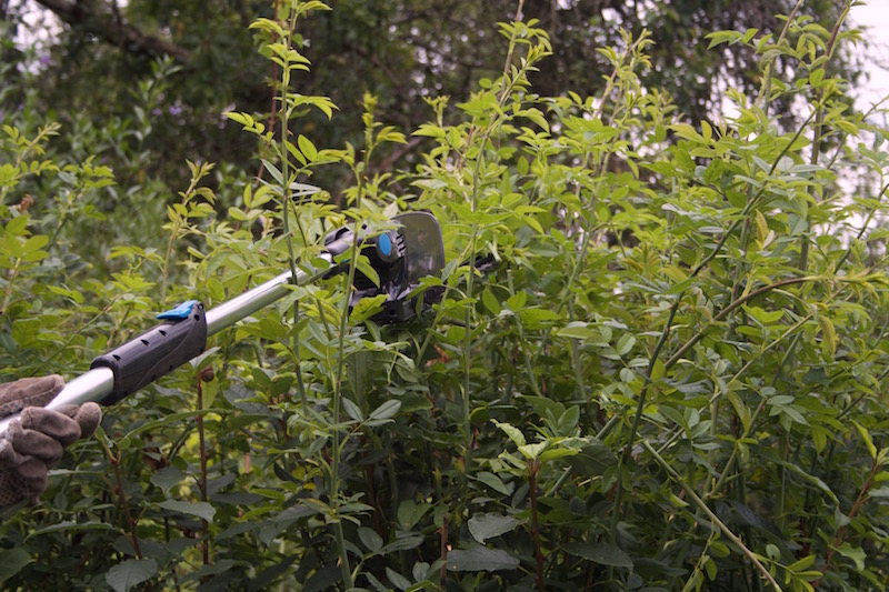 hedge trimmer review