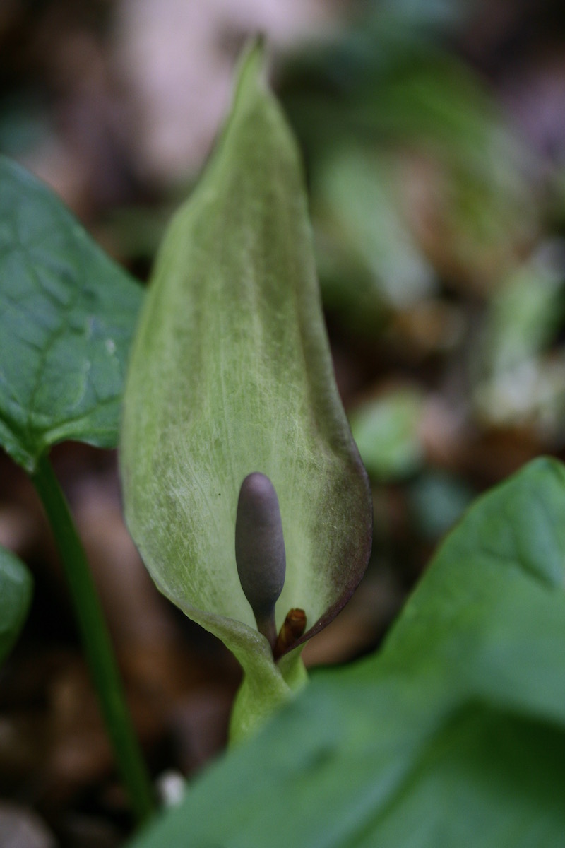 jack in the pulpit