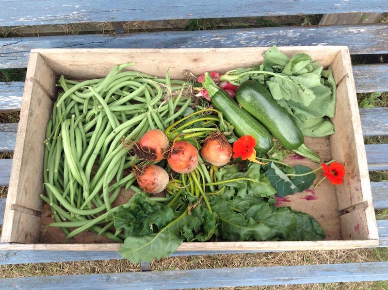 jules allotment 1