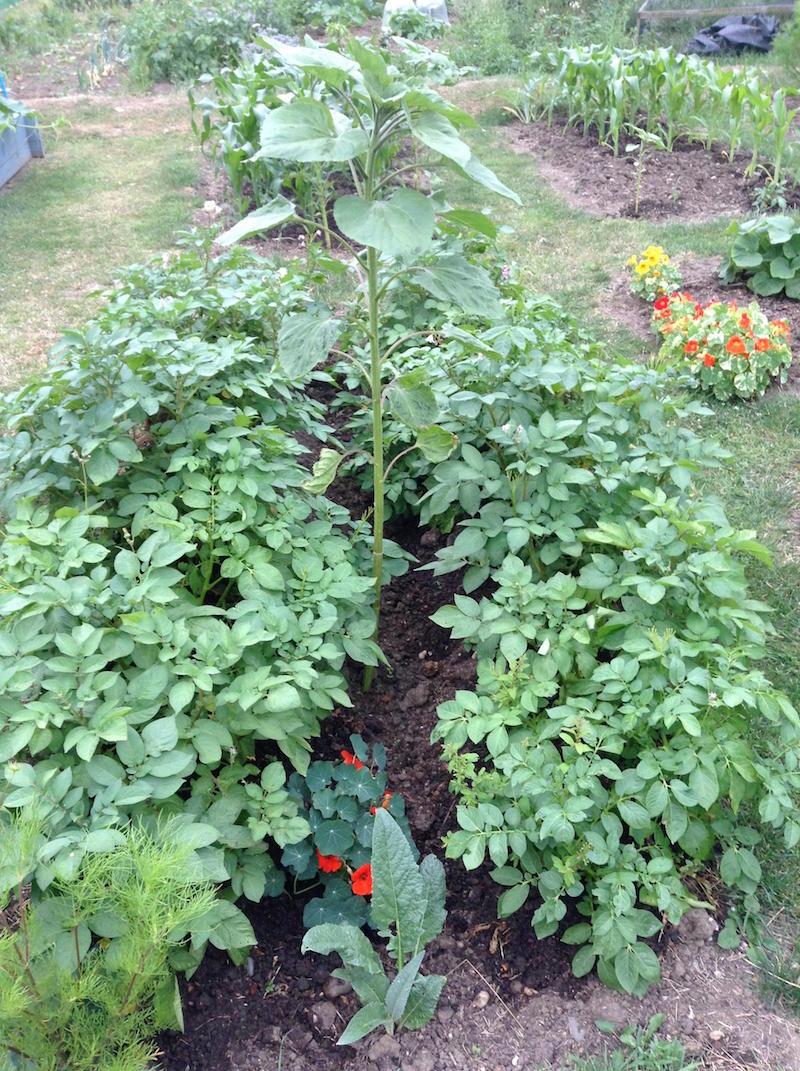 jules allotment 2