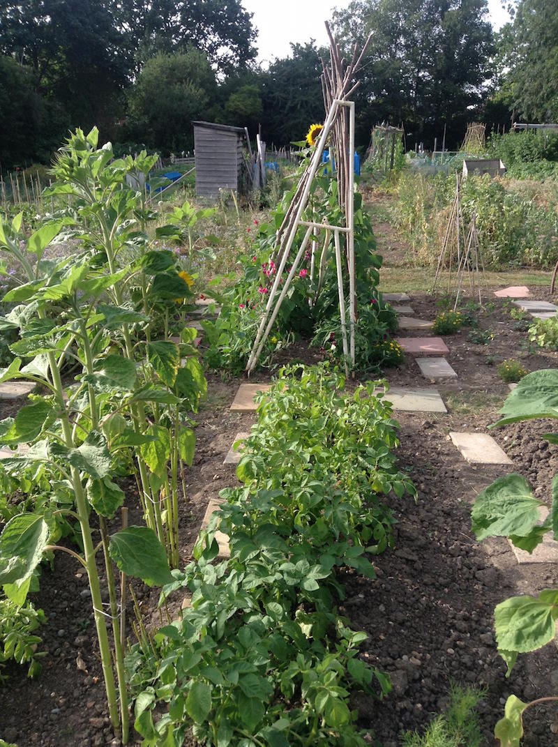 jules allotment 3