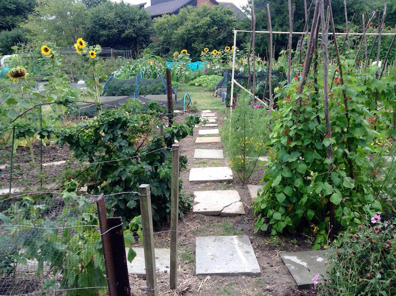 jules allotment 4