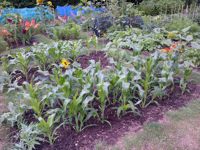 jules allotment