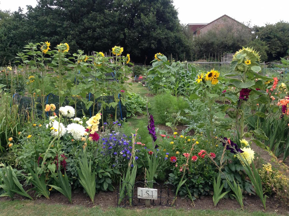 jules allotment
