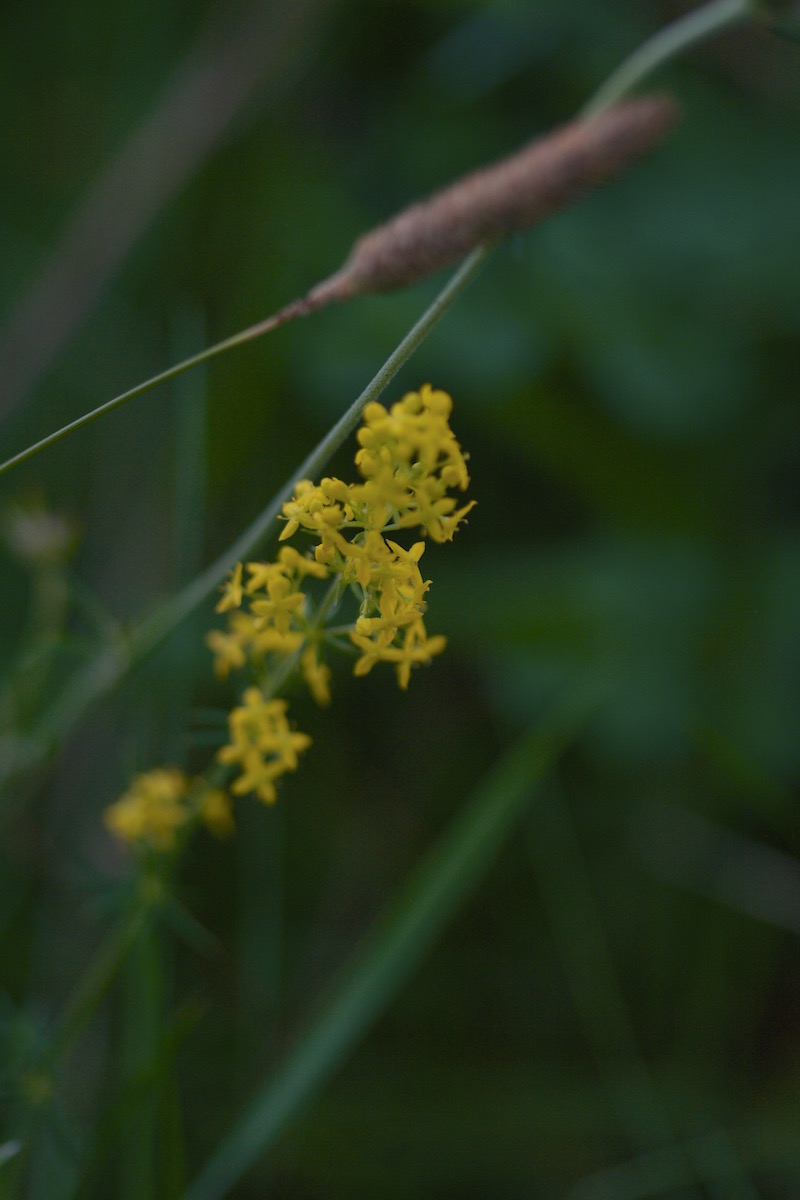 ladys bedstraw
