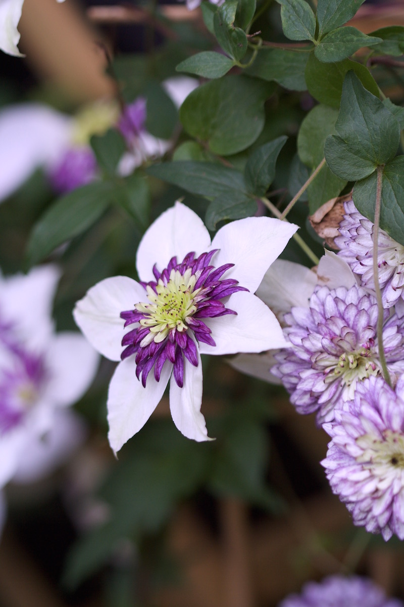 late flowering vienetta clematis