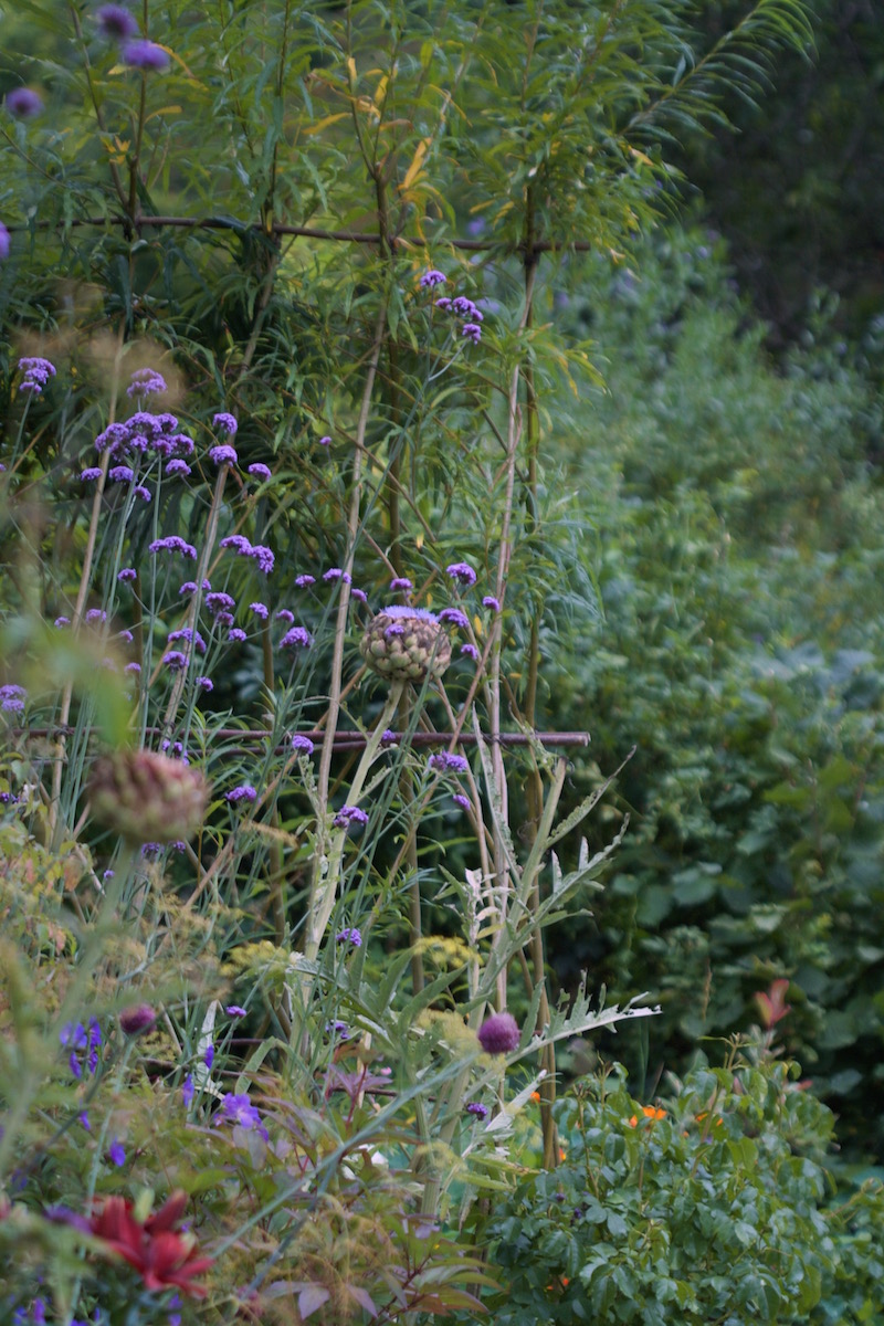 late summer artichoke