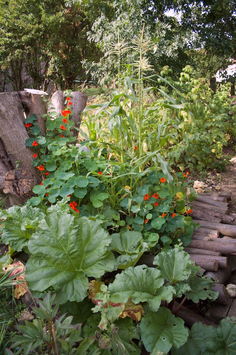late summer veg patch