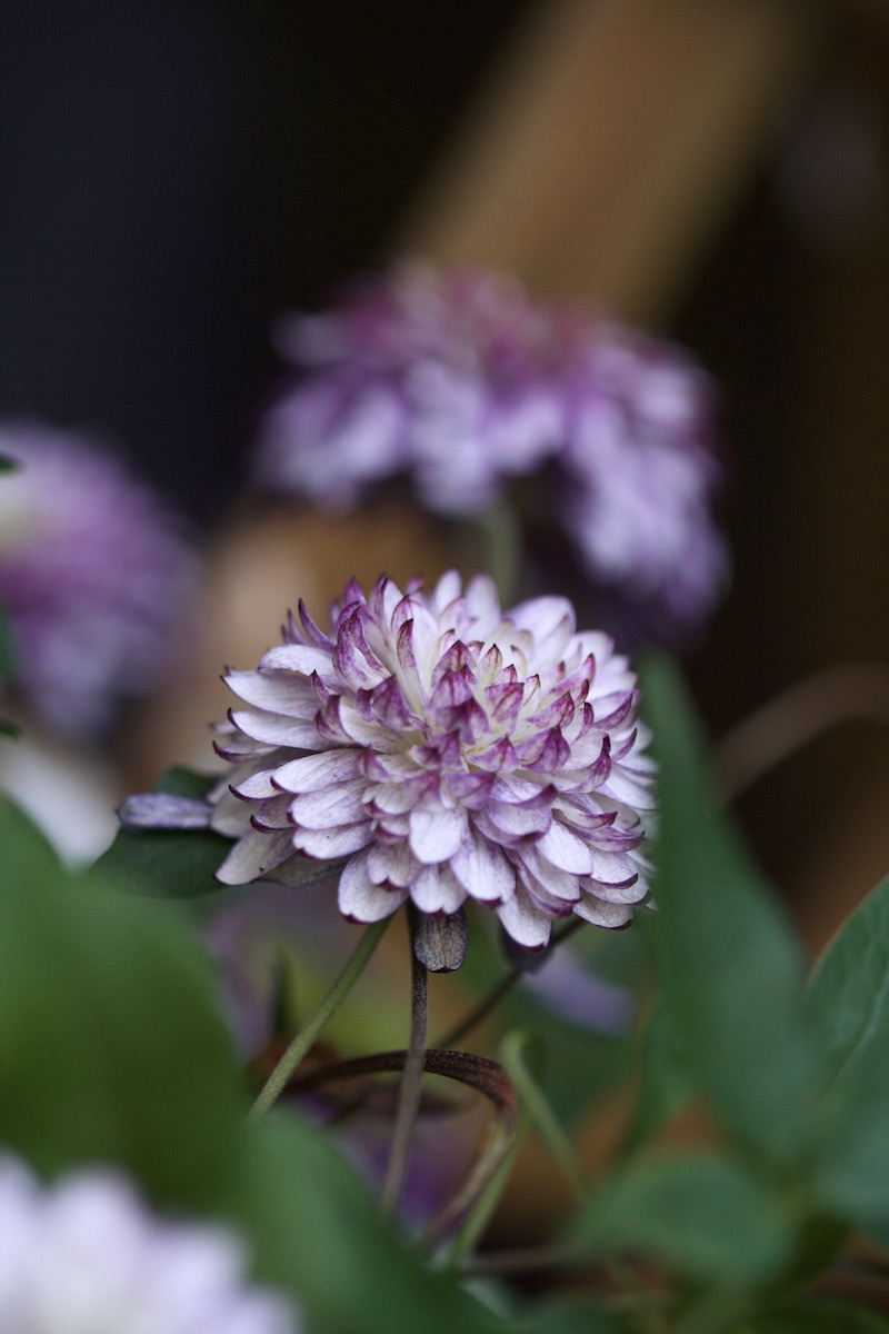 late vienetta flowers