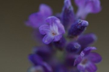 lavender