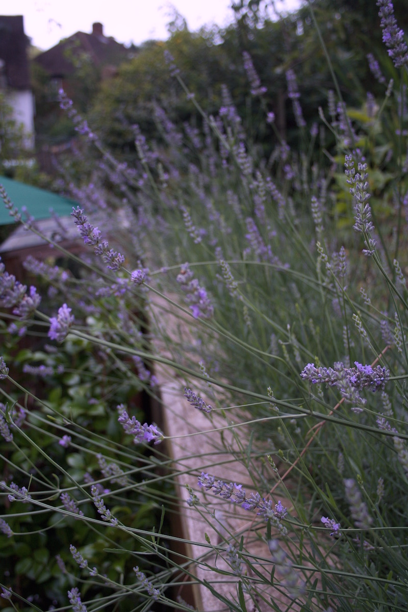 lavender bed renovated