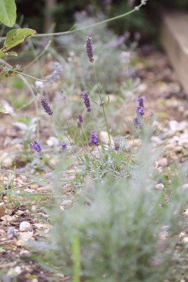 lavender plants immature