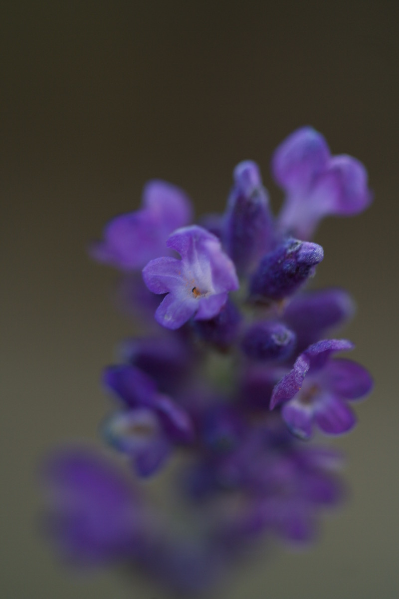 lavender