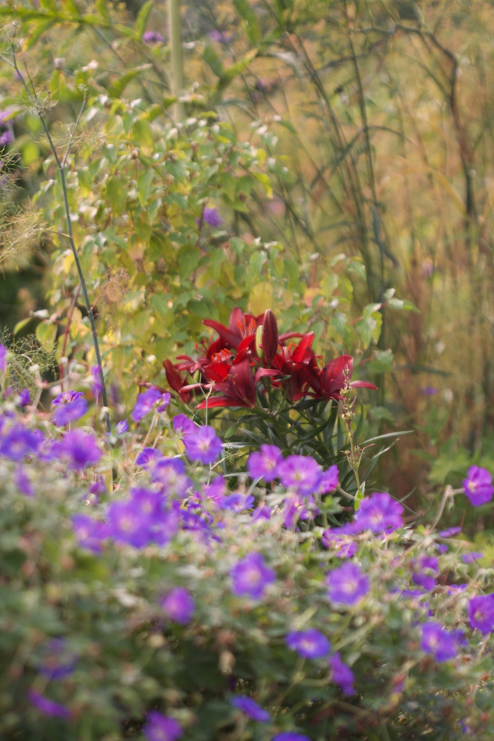 lilies and geraniums