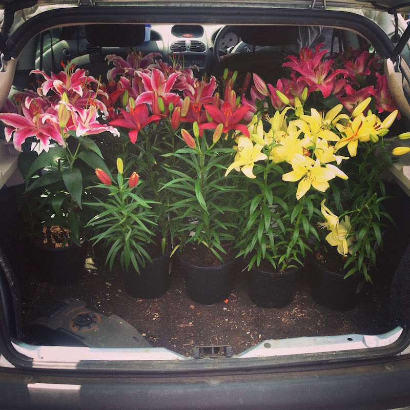 lilies car boot