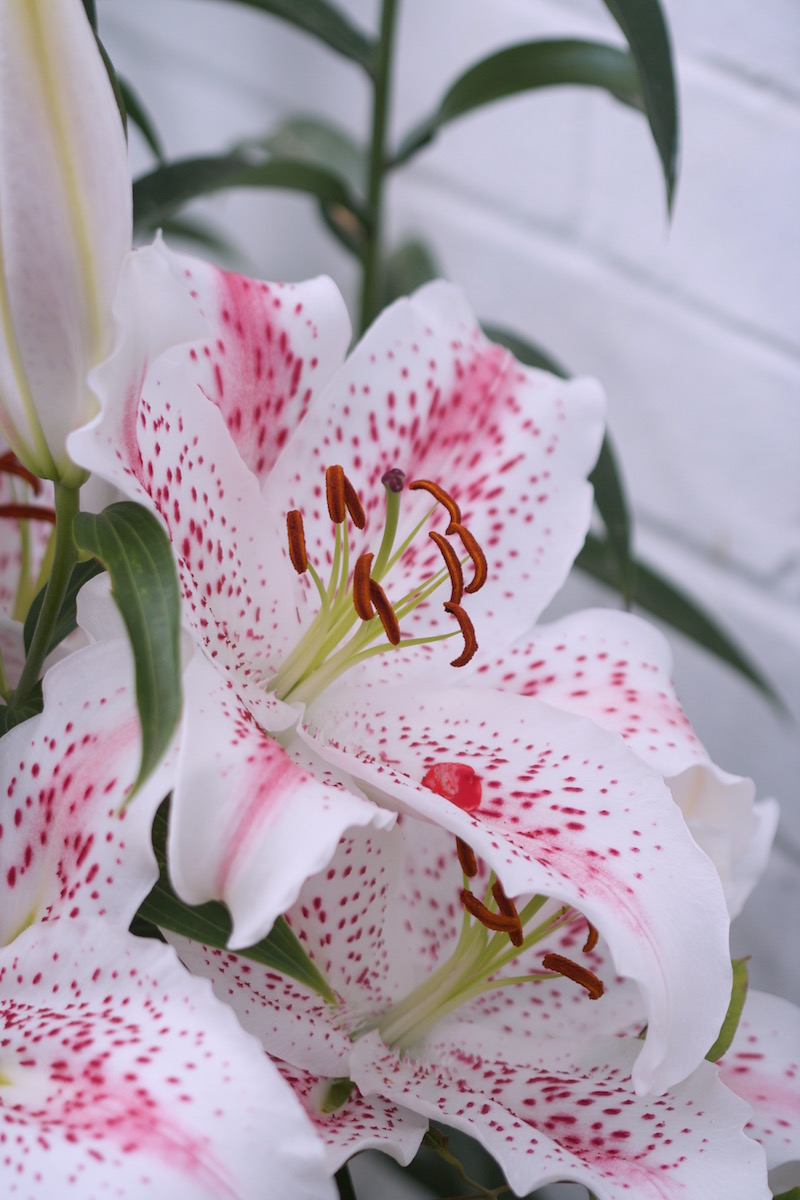 lilies pink spotted