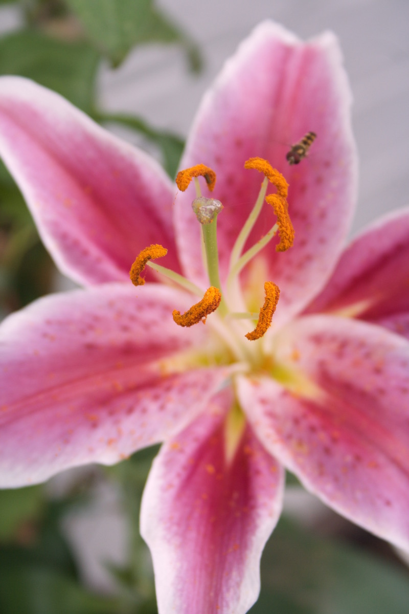 lilies pink