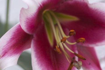 lilium skyscraper friso