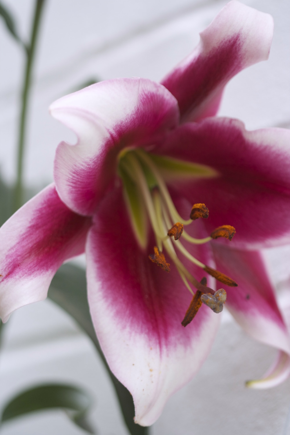 lilium skyscraper friso