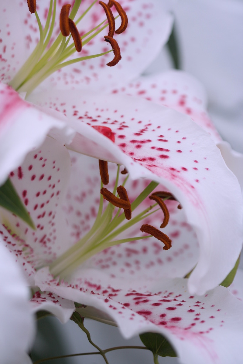 lily extravaganza flowers