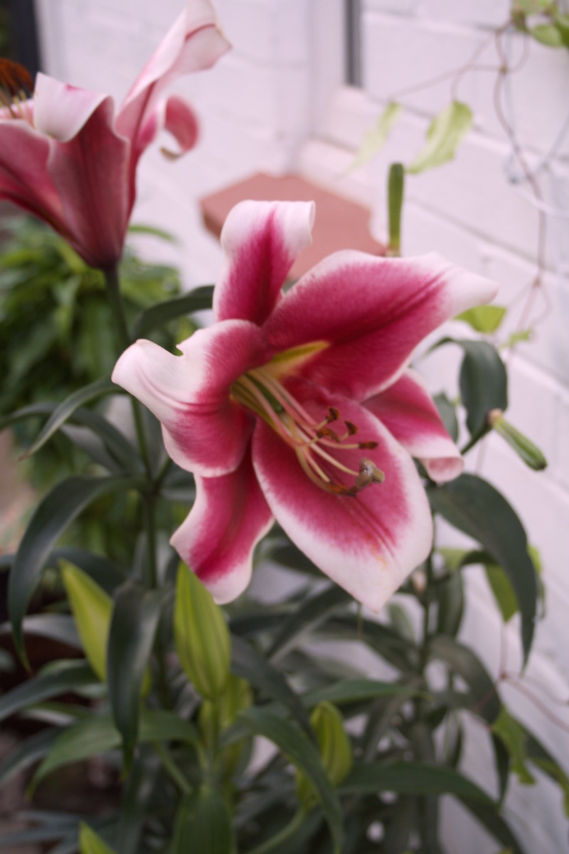 lily skypscraper friso