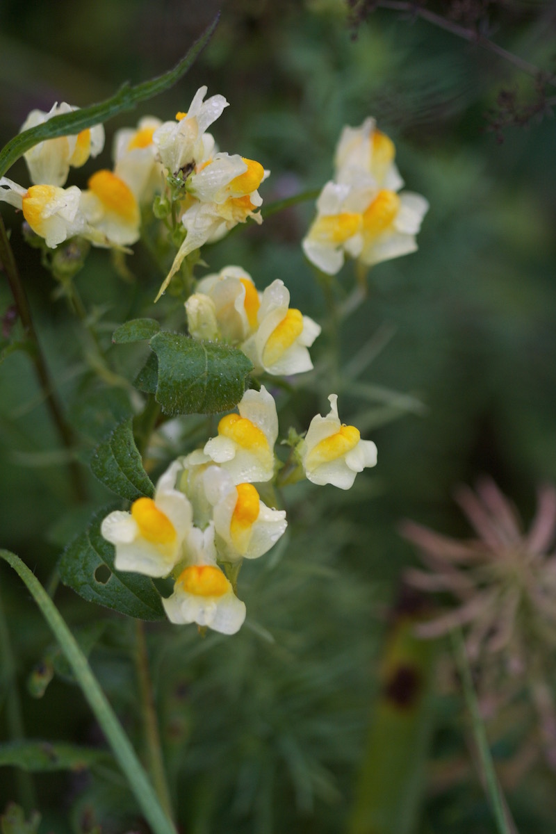 linaria vulgaris