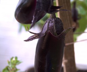 lovely aubergine
