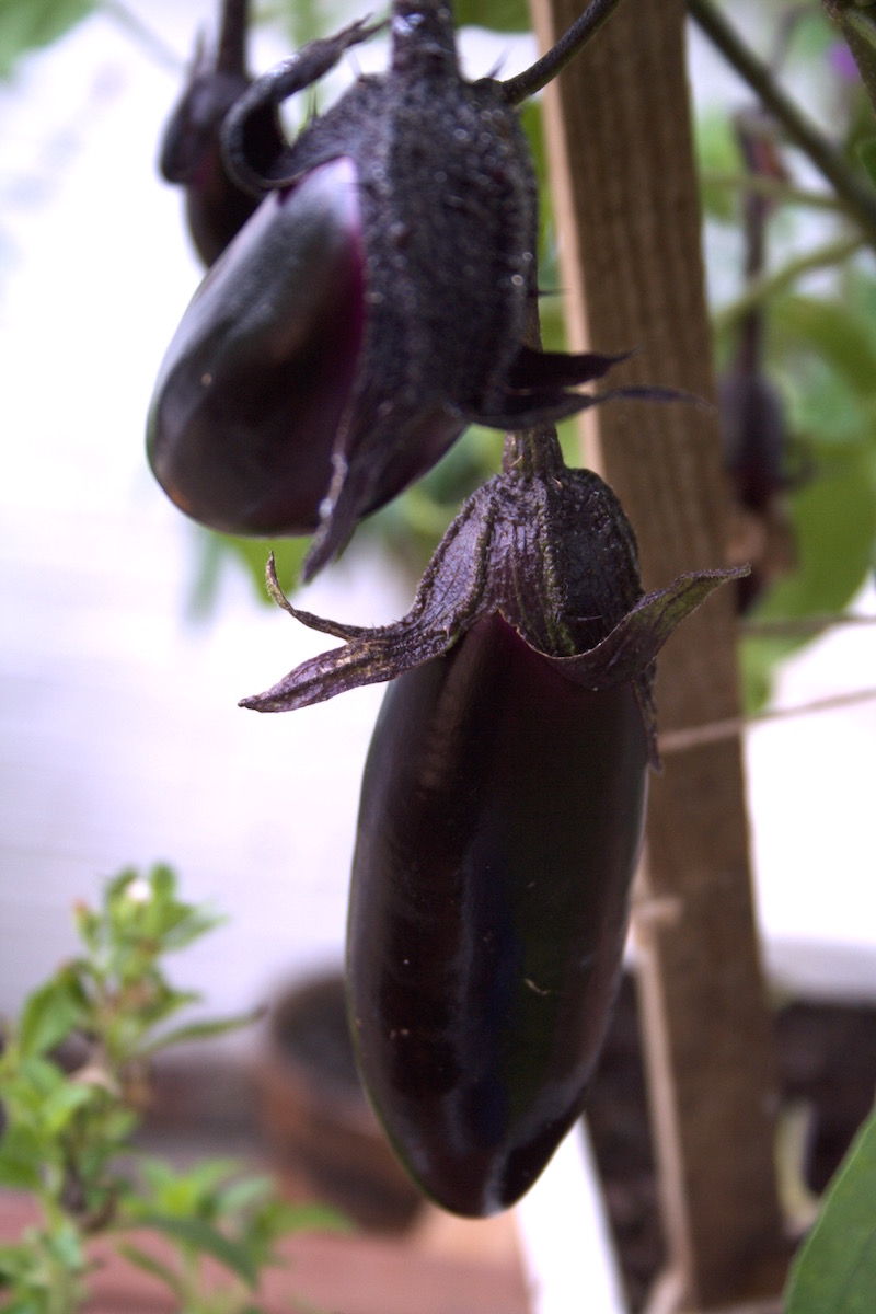 lovely aubergine