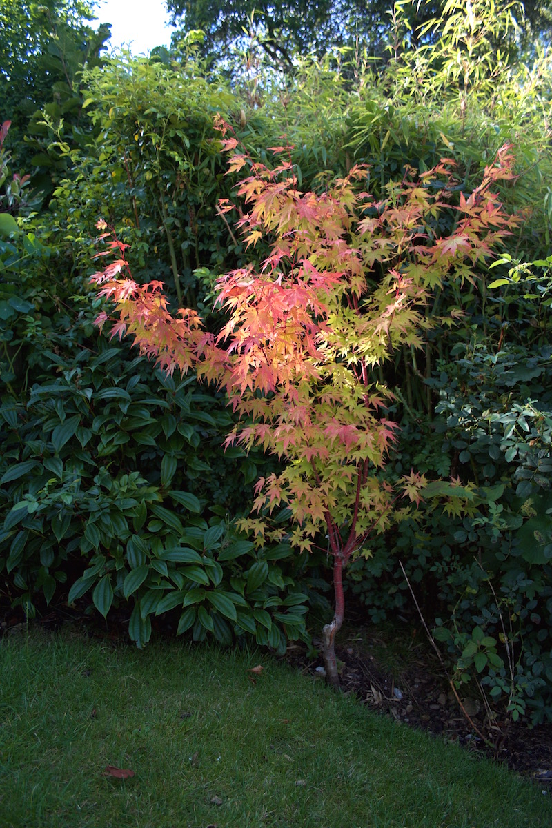 maple august