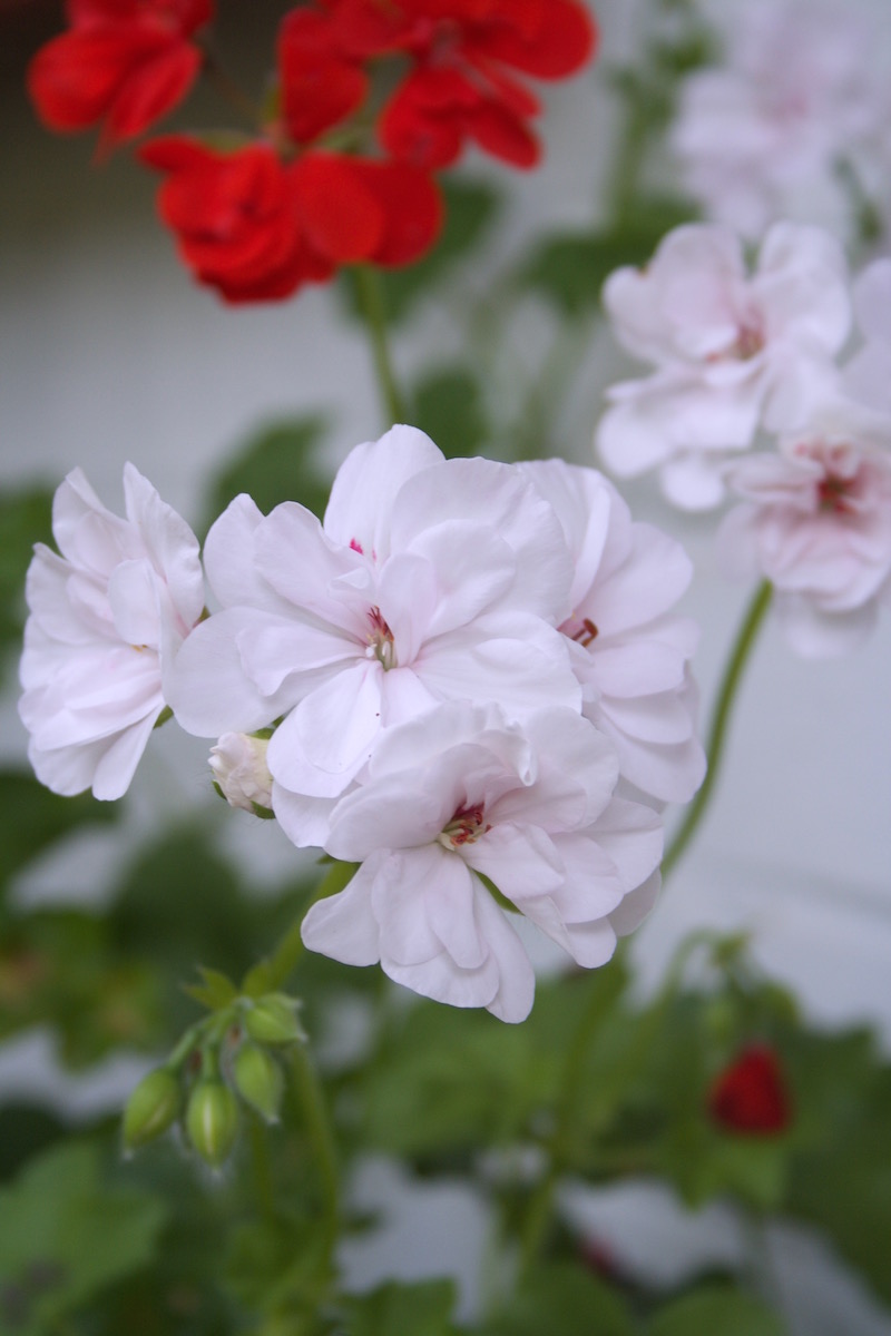mixed pelargonium