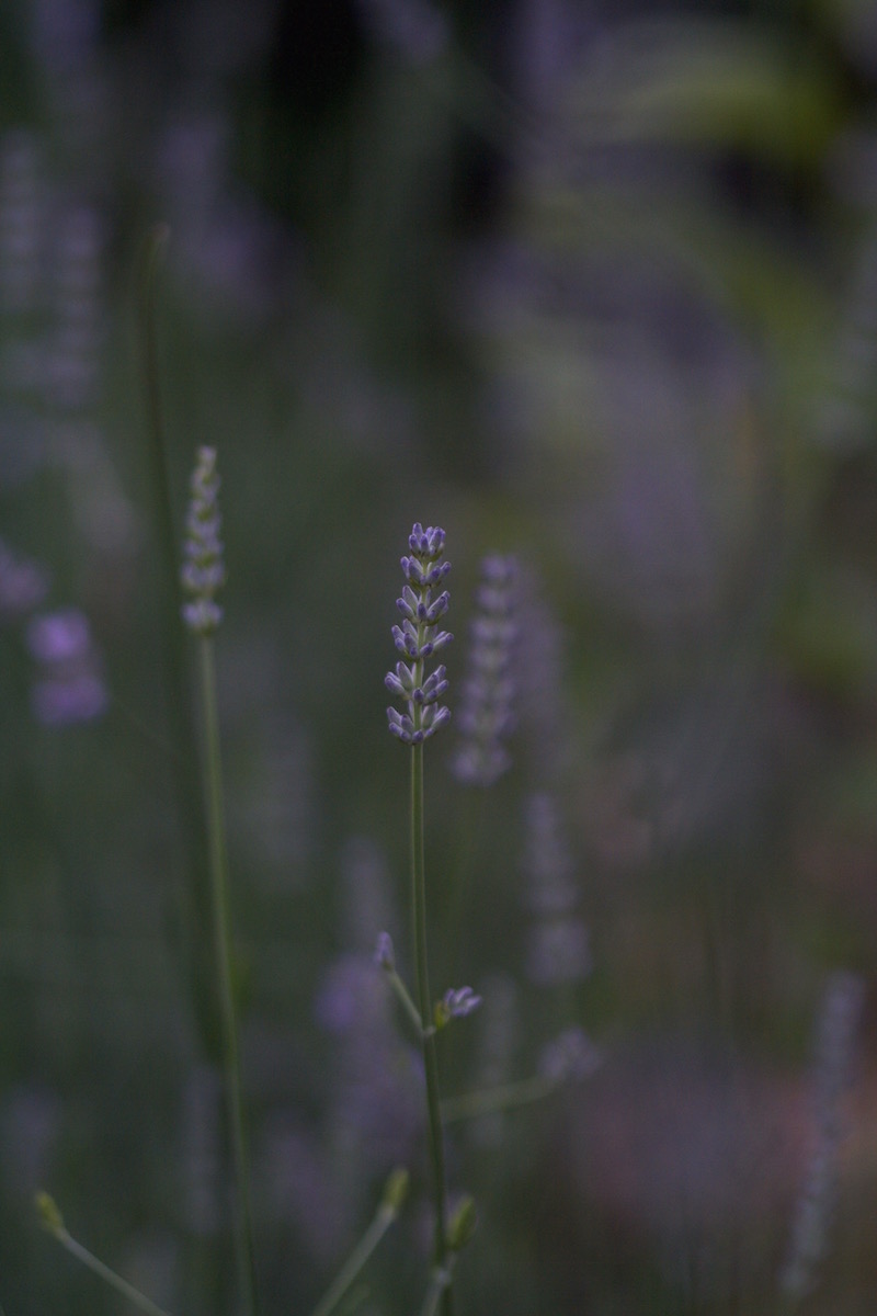 new lavender bed flowers