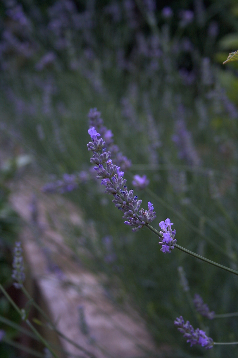 new lavender bed