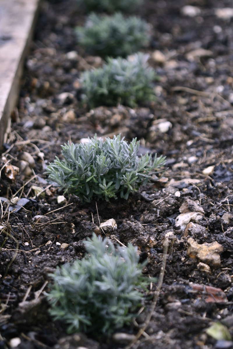 newly planted lavender