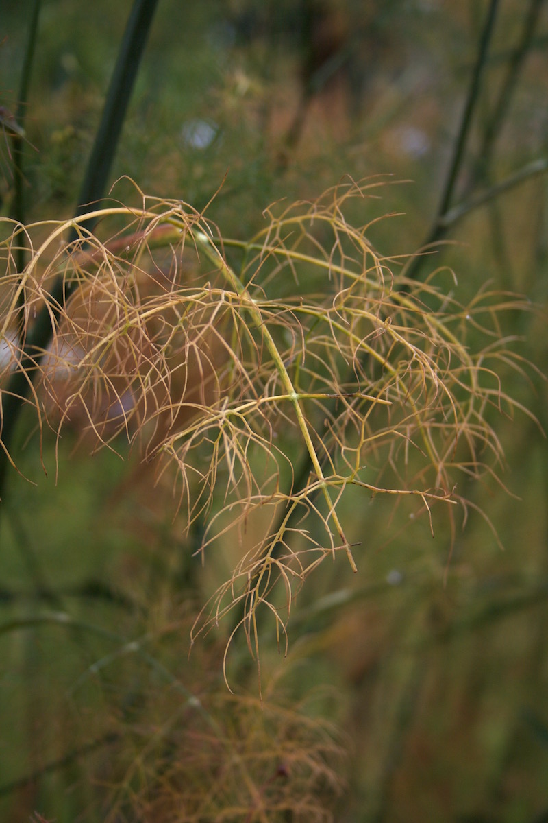 nitrogen deficiency