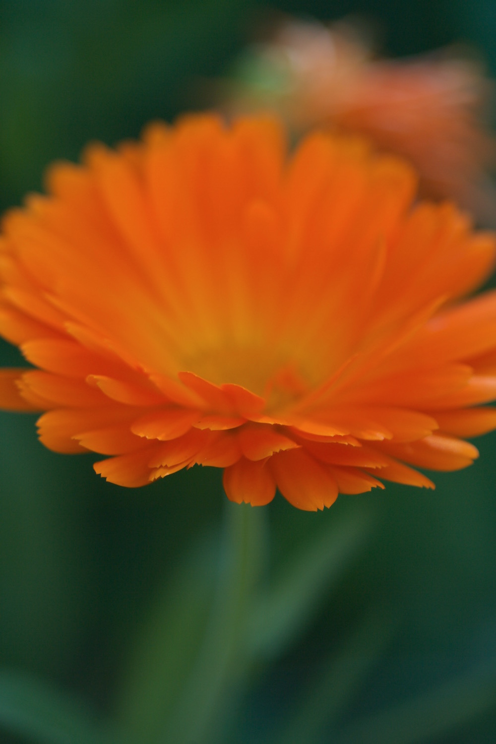 orange calendula