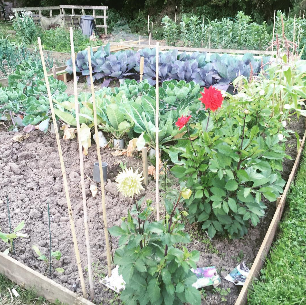 pauls allotment 3
