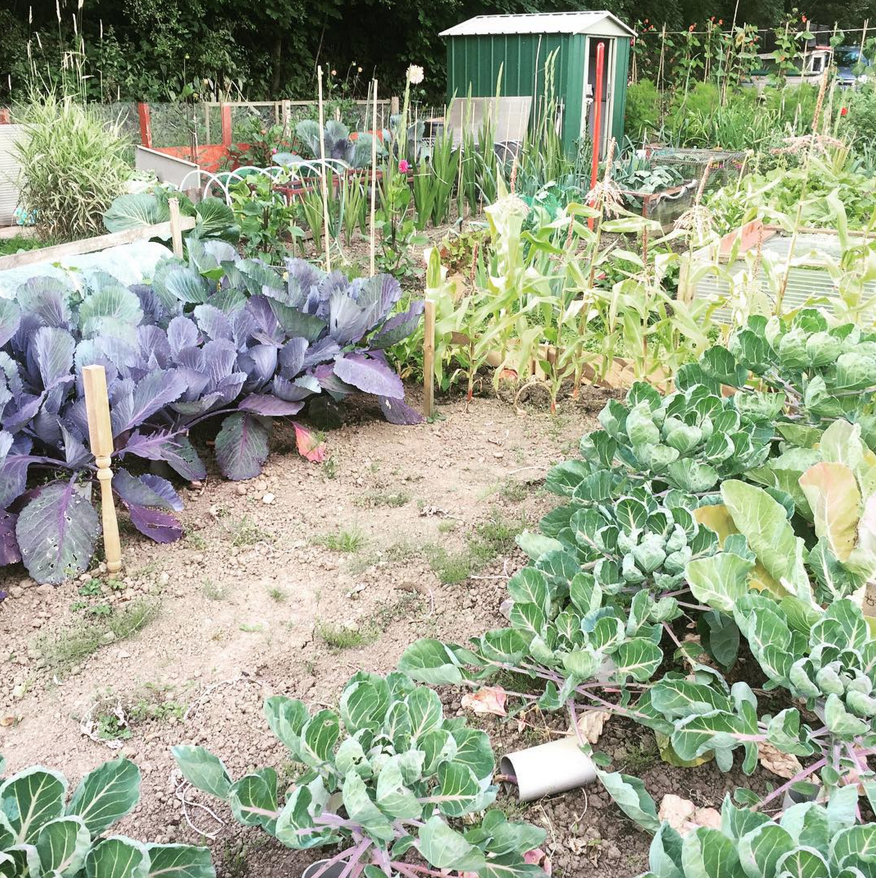 paul's allotment