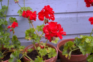 pelargoniums