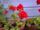 pelargoniums