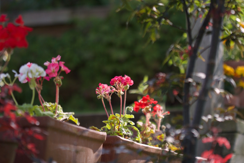 pelargoniums maple
