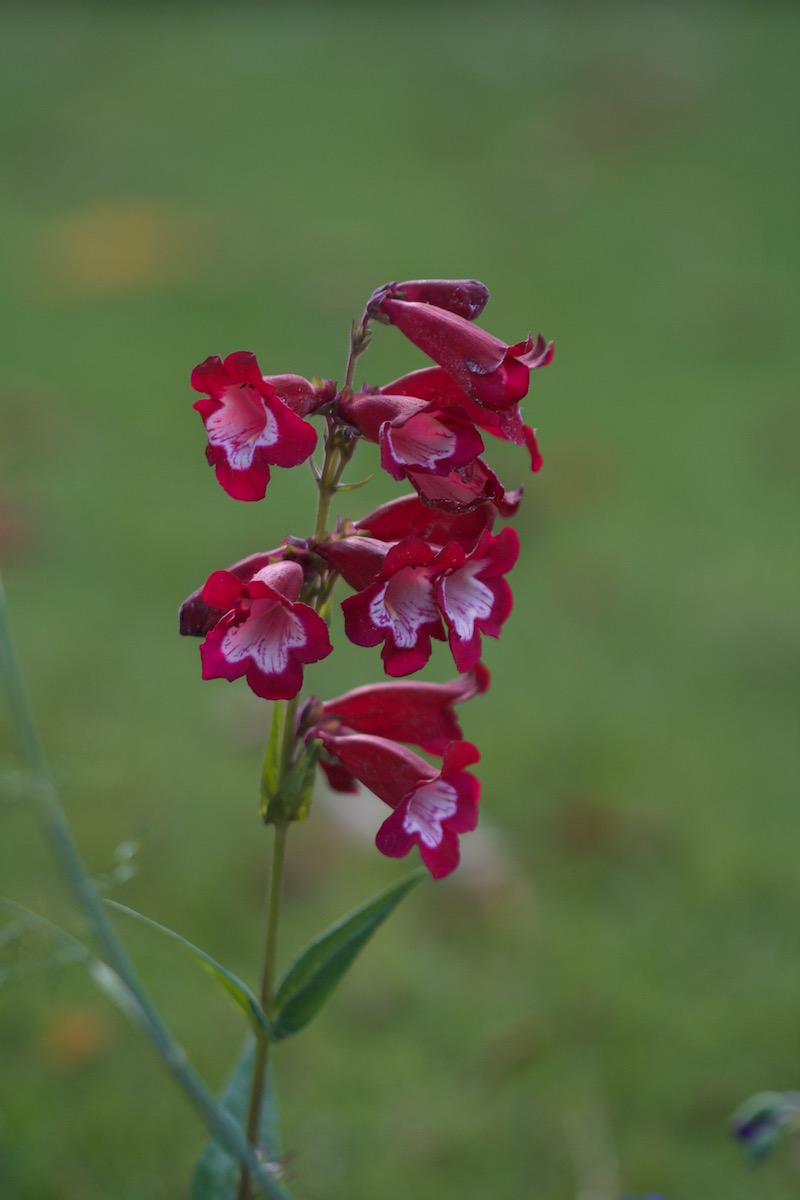 penstemon