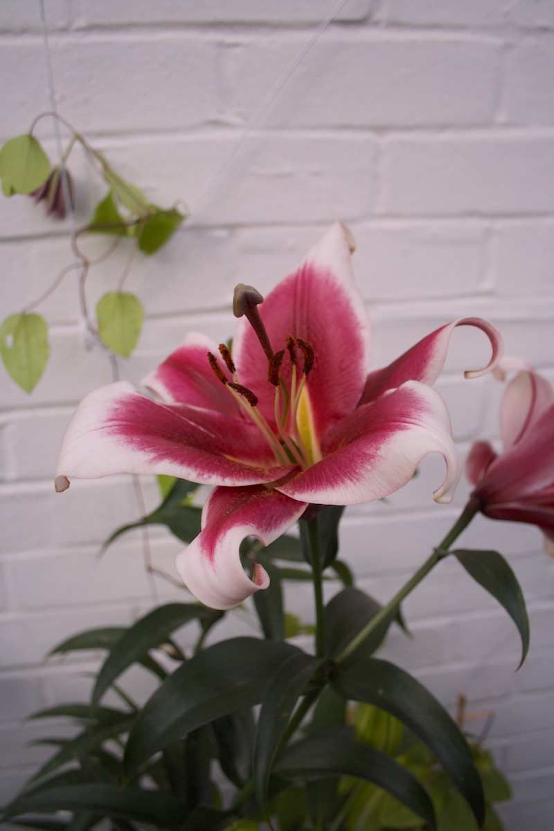 pink and white lily