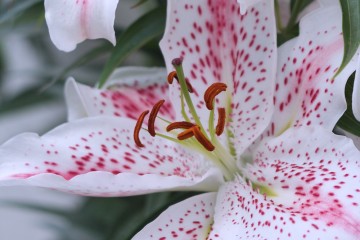 pink and white spotted lily