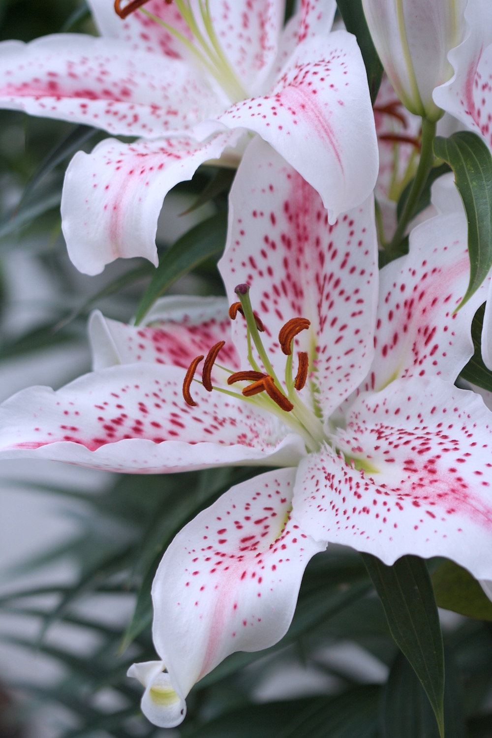 pink and white spotted lily