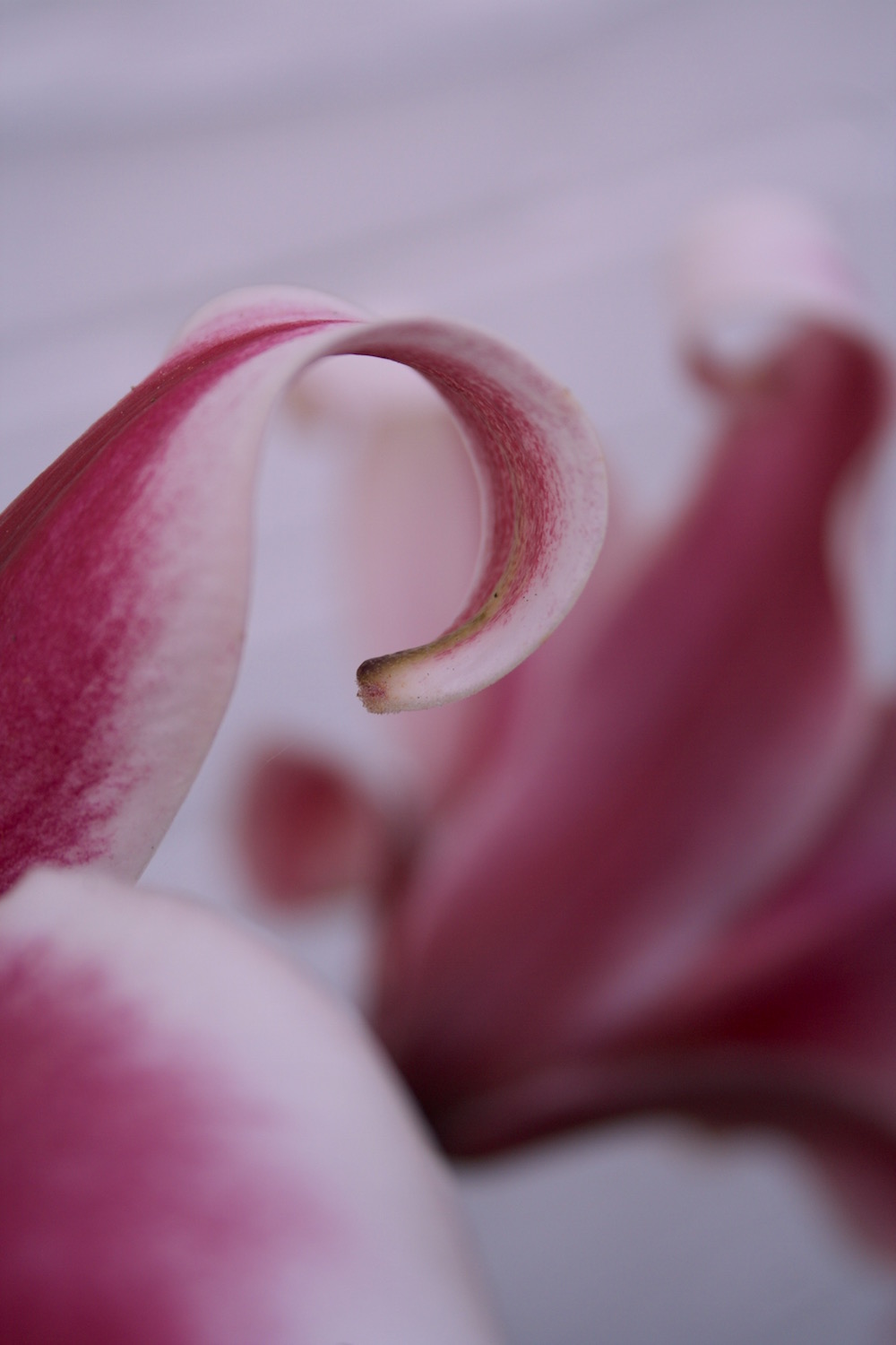 pink lily petals
