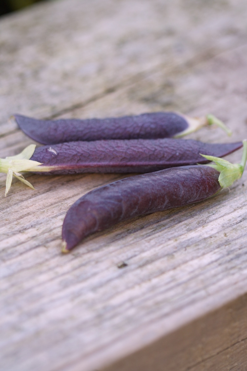 purple pod peas