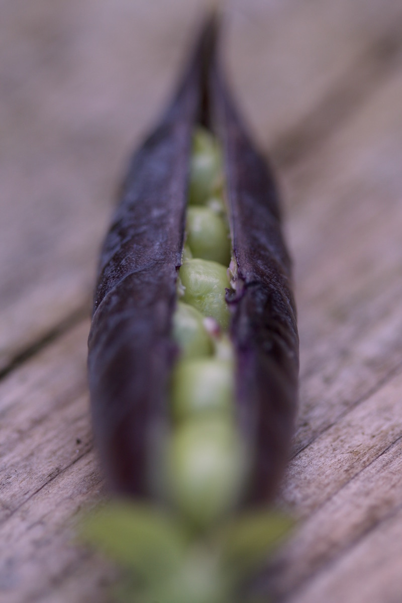 purple podded peas