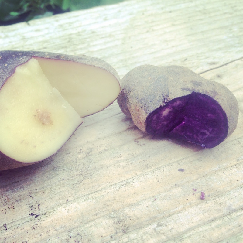 purple potato
